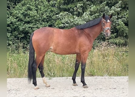 Niemiecki koń sportowy, Klacz, 6 lat, 177 cm, Gniada