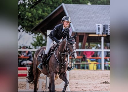 Niemiecki koń sportowy, Klacz, 6 lat, Gniada