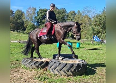 Niemiecki koń sportowy, Klacz, 7 lat, 160 cm, Kara