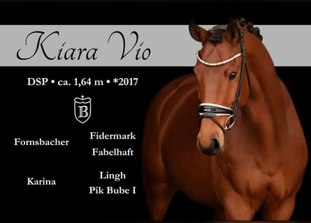 Niemiecki koń sportowy, Klacz, 7 lat, 164 cm, Gniada