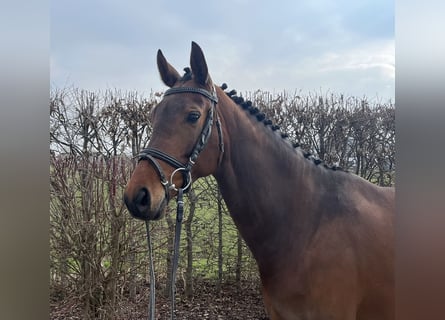 Niemiecki koń sportowy, Klacz, 7 lat, 165 cm, Gniada