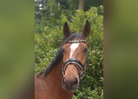 Niemiecki koń sportowy, Klacz, 7 lat, 167 cm, Gniada