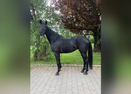 Niemiecki koń sportowy, Klacz, 7 lat, 167 cm, Kara