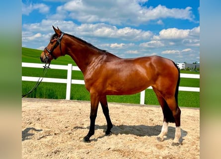 Niemiecki koń sportowy, Klacz, 7 lat, 168 cm, Gniada