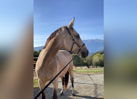 Niemiecki koń sportowy, Klacz, 7 lat, 168 cm, Jelenia