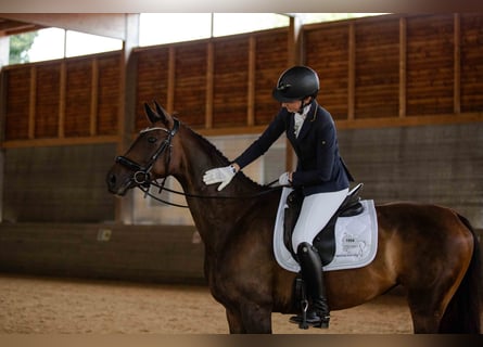 Niemiecki koń sportowy, Klacz, 7 lat, 170 cm, Ciemnogniada