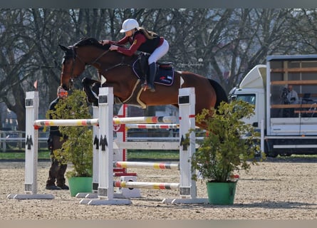 Niemiecki koń sportowy, Klacz, 7 lat, 170 cm, Gniada