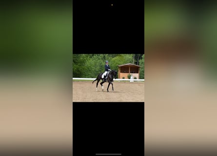 Niemiecki koń sportowy, Klacz, 7 lat, 170 cm, Kara