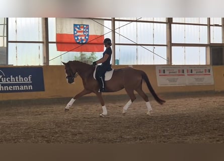 Niemiecki koń sportowy, Klacz, 7 lat, 170 cm, Kasztanowata