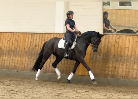 Niemiecki koń sportowy, Klacz, 7 lat, 172 cm, Kara