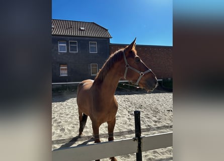 Niemiecki koń sportowy, Klacz, 7 lat, 172 cm, Kasztanowata