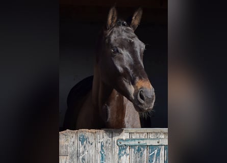 Niemiecki koń sportowy, Klacz, 7 lat, 176 cm, Ciemnogniada