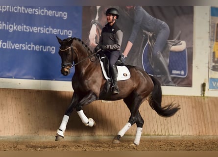 Niemiecki koń sportowy, Klacz, 7 lat, 176 cm, Ciemnogniada