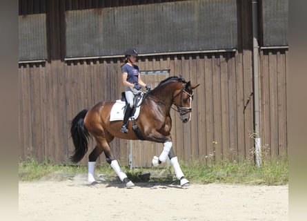 Niemiecki koń sportowy, Klacz, 7 lat, 178 cm, Gniada