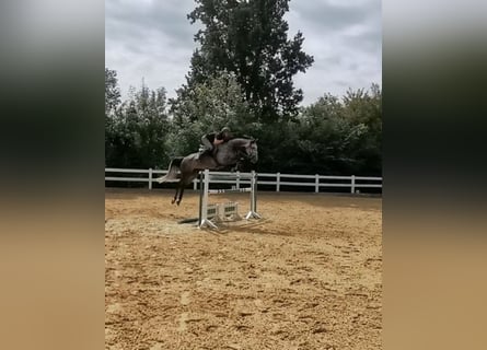 Niemiecki koń sportowy, Klacz, 7 lat, 180 cm, Siwa