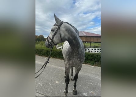 Niemiecki koń sportowy, Klacz, 7 lat, 181 cm, Siwa