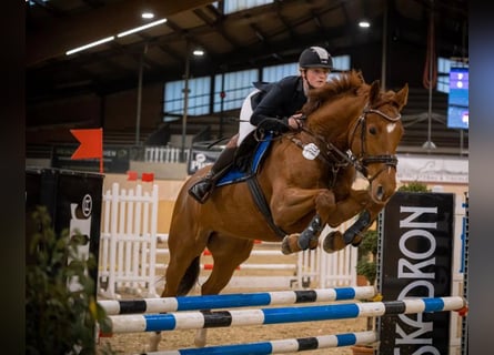 Niemiecki koń sportowy, Klacz, 8 lat, 167 cm, Kasztanowata