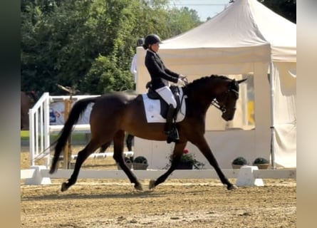 Niemiecki koń sportowy, Klacz, 8 lat, 168 cm, Ciemnogniada