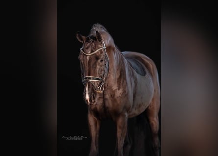 Niemiecki koń sportowy, Klacz, 8 lat, 168 cm, Kara