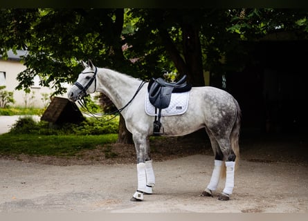 Niemiecki koń sportowy, Klacz, 8 lat, 170 cm, Siwa