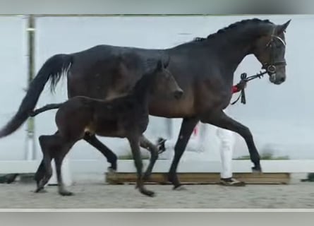 Niemiecki koń sportowy, Klacz, 8 lat, 172 cm, Ciemnogniada