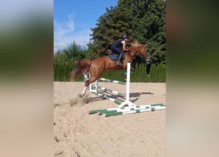 Niemiecki koń sportowy, Klacz, 8 lat, 172 cm, Kasztanowata