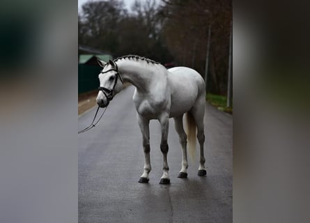 Niemiecki koń sportowy, Klacz, 8 lat, 172 cm, Siwa