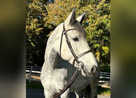 Niemiecki koń sportowy, Klacz, 8 lat, 174 cm, Siwa
