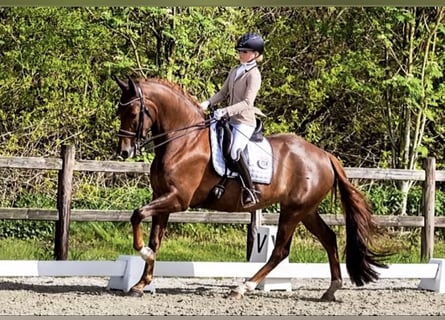 Niemiecki koń sportowy, Klacz, 8 lat, 175 cm, Ciemnokasztanowata