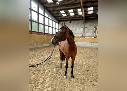 Niemiecki koń sportowy, Klacz, 8 lat, 175 cm, Gniada