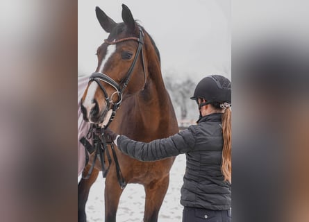 Niemiecki koń sportowy, Klacz, 8 lat, 178 cm, Gniada