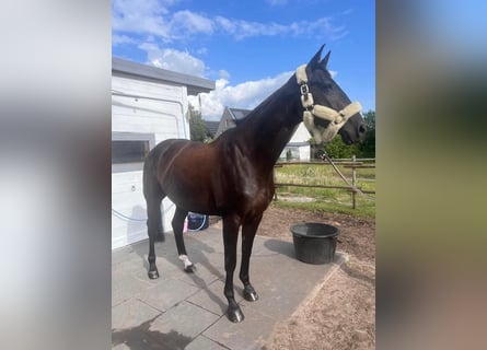 Niemiecki koń sportowy, Klacz, 9 lat, 166 cm, Skarogniada