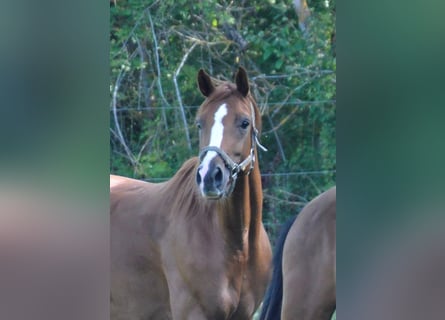 Niemiecki koń sportowy, Klacz, 9 lat, 167 cm, Kasztanowata