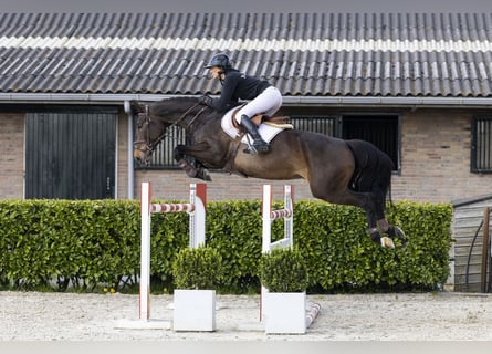 Niemiecki koń sportowy, Klacz, 9 lat, 172 cm