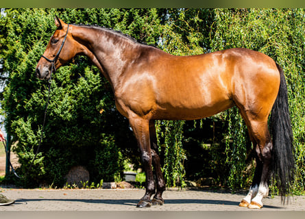 Niemiecki koń sportowy, Klacz, 9 lat, 175 cm, Ciemnogniada
