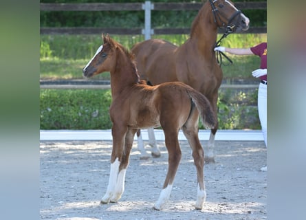 Niemiecki koń sportowy, Klacz, Źrebak (04/2025), 165 cm, Ciemnokasztanowata