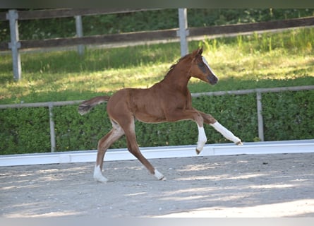 Niemiecki koń sportowy, Klacz, Źrebak (04/2025), 165 cm, Ciemnokasztanowata