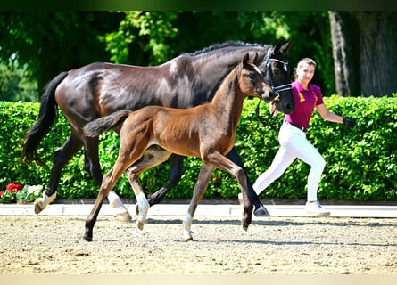 Niemiecki koń sportowy, Klacz, Źrebak (06/2024), 168 cm, Gniada