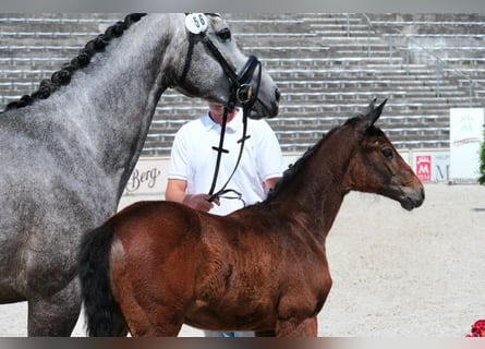 Niemiecki koń sportowy, Klacz, , 168 cm, Siwa