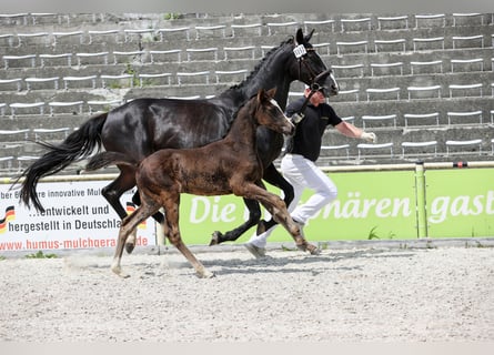 Niemiecki koń sportowy, Klacz, , 168 cm, Skarogniada