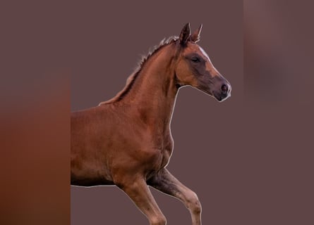 Niemiecki koń sportowy, Klacz, Źrebak (05/2025), 169 cm, Ciemnokasztanowata