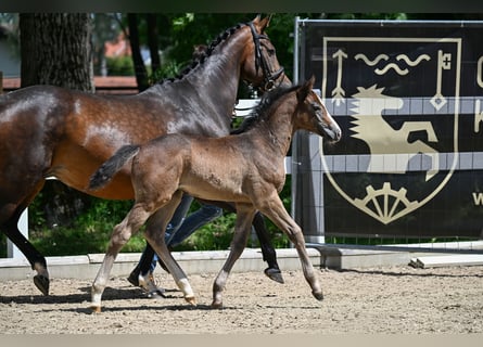 Niemiecki koń sportowy, Klacz, Źrebak (05/2026), 170 cm, Siwa