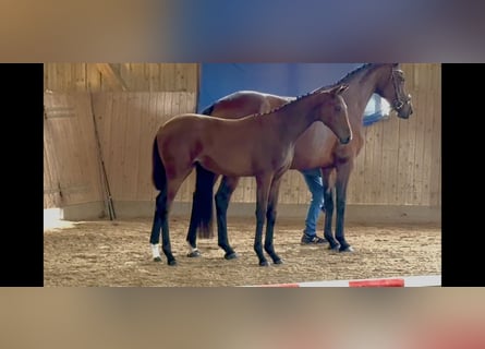 Niemiecki koń sportowy, Klacz, Źrebak (03/2025), 175 cm, Gniada