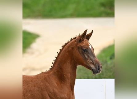Niemiecki koń sportowy, Klacz, Źrebak (03/2024), Ciemnokasztanowata