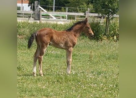 Niemiecki koń sportowy, Klacz, , Gniada
