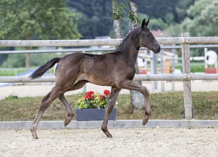 Niemiecki koń sportowy, Klacz, Źrebak (05/2025), Kara
