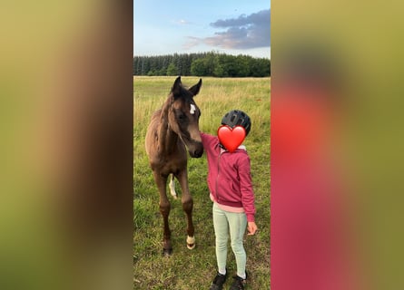 Niemiecki koń sportowy, Klacz, Źrebak (05/2025), Kara