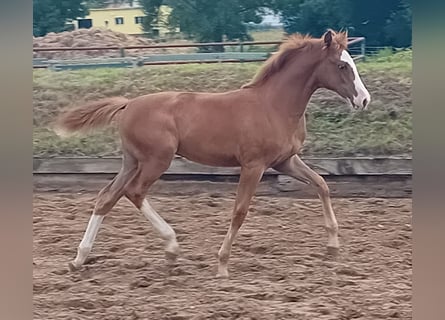 Niemiecki koń sportowy, Klacz, Źrebak (02/2025), Kasztanowata