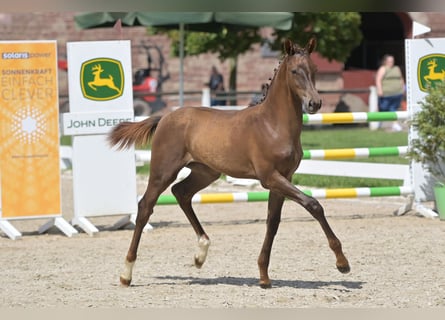 Niemiecki koń sportowy, Klacz, Źrebak (05/2023), Kasztanowata