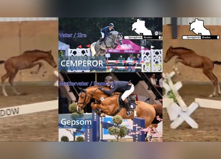 Niemiecki koń sportowy, Klacz, Źrebak (04/2026)
